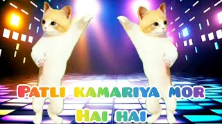 Patli kamariya mor hai hai  patli kamariya mori full song video  cute cats dance video  funny cat [upl. by Lupita515]