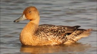 Northern pintail female coloured [upl. by Annoved570]