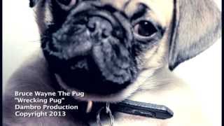 Wrecking Pug [upl. by Sidnee]