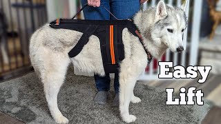 Easily Lift Your Dog with THIS Lift Harness and Brace [upl. by Llednew]