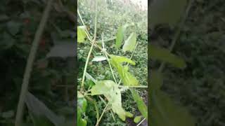 apamargplants nature science viralvideos latjiratrending [upl. by Winifield]