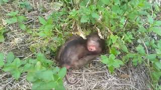 IT HAPPENED AGAIN MET AN ABANDONED BABY MONKEY WHILE FISHING ON A FOREST EDGE PLANTATION [upl. by Bbor]