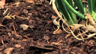 Fertilizing Garlic and Shallots [upl. by Anglo]