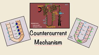 Countercurrent Mechanism  Loop of Henle  Concentration of urine  Renal Physiology [upl. by Arad158]