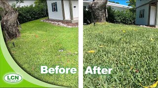 How To Green Up Your Lawn FAST  7 Days for RESULTS [upl. by Nahs758]