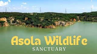 Asola Bhatti Wildlife Sanctuary Full Tour till Neeli Jheel  Golden Jackal  Neelgai  Wild Fox [upl. by Urquhart]