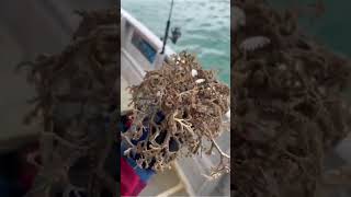 Mesmerizing Movement of Basket Stars [upl. by Anibor]