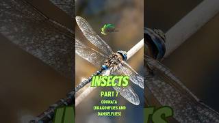 Odonata Dragonflies and Damselflies  Insects Part 7 animal insects [upl. by Thierry]