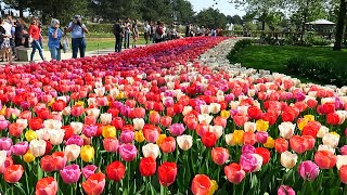 Tulips in Spring  Keukenhof garden Netherlands [upl. by Nna389]