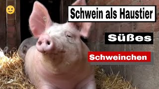 Schwein als Haustier  Süßes Schweinchen [upl. by Ahsoek]