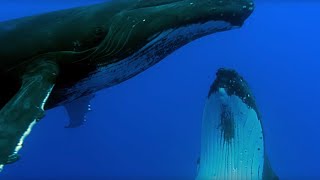 Two Beautiful Humpback Whales Dance  Animal Attraction  BBC Earth [upl. by Aprilette775]