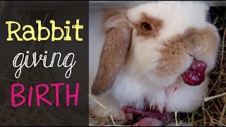 Holland Lop Rabbit Giving Birth [upl. by Robby51]