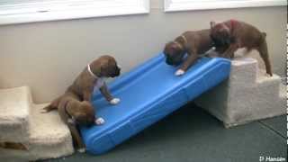 Cute 4 Week Old Boxer Puppies Playing [upl. by Madelyn]