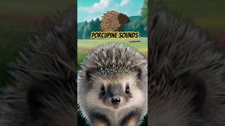 Porcupine Noises shorts  Porcupine Sounds [upl. by Aim]