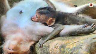 Oh Hows Yo So Cute due Baby Sleep  Primate Monkey [upl. by Nylcaj]