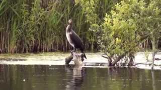 Natuurfilm van de Strabrechtseheide met mooie beelden van al wat er groeit en leeft [upl. by Astraea936]