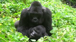 RARE FOOTAGE  Silverback Mountain Gorilla Mating in Bwindi Impenetrable Forest [upl. by Sharp227]