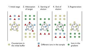 Ion Exchange Chromatography by Dr A R Balap Y Kulkarni S Lashkare O Lokhande [upl. by Eitisahc194]