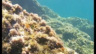 Awesome Paleokastritsa Corfu beach snorkeling and diving [upl. by Leaw]