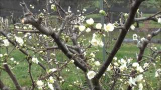 How to prune Plum trees [upl. by Ardyce]