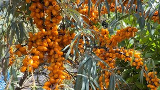 Botanica The Best Seaberry Variety Sea Buckthorn in Pacific Northwest [upl. by Dittman]