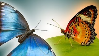 Butterfly in epic slow motion  Slo Mo 22  Earth Unplugged [upl. by Wootan]