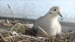 Mourning dove tests nest calls to mate [upl. by Atteuqehs]