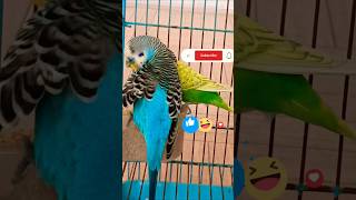 Budgies long tail 😱animals parrot trending birds budgies shorts reels funny parakeet video [upl. by Nilac]