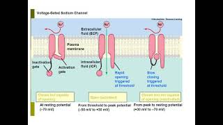 ORIGIN OF BIOPOTENTIAL RESTING AND ACTION POTENTIAL [upl. by Sarazen]