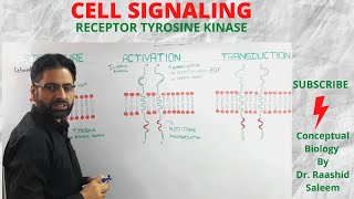 CELL SIGNALING  5 RECEPTOR TYROSINE KINASE [upl. by Arytas777]