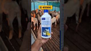 🐐ஆடுகளுக்கு முறையாக Deworming 🪱செய்வது எப்படி உடல் எடையை எப்படி உயர்த்துவது [upl. by Ponce288]