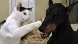 Pancake the kitten loves his Doberman [upl. by Phyl]