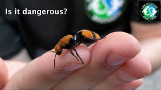 The Infamous COW KILLER Is the Velvet Ant Dangerous ft MyWildBackyard [upl. by Berkeley]