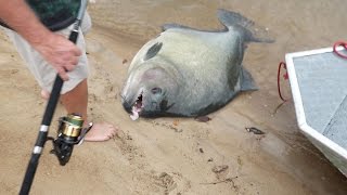 GIANT PIRANHAS Discovered In Amazon [upl. by Lemra379]