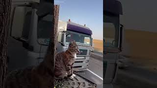 shortvideo funny funnypetschannel cat petschannel yourcat pets petchannel yourpet [upl. by Calvina]