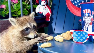 The Raccoons are Eating and Celebrating the 4th of July [upl. by Holtorf991]