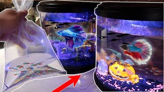 ALL My RARE BETTA Fish Get Schooling TANK MATES Neon Tetra Fish [upl. by Woodhouse534]