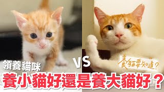 貓一定要從小養？領養小貓好還是大貓好？｜養貓要知道EP5 [upl. by Ashleigh]