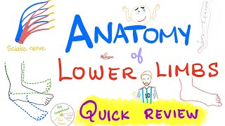 Anatomy of Lower Limb  Quick Review  Anatomy Review Series [upl. by Hau]