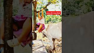 Hamba ♥️funny comedy funny shorts viral [upl. by Nirrej]