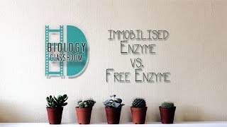 ALevel Biology  Experiment Immobilised enzyme vs free enzyme [upl. by Divadnhoj57]