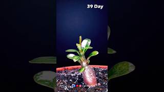 Grow Adenium From Seeds  Time lapse  timelapse growingplants growplants shorts woodlapse [upl. by Emor282]