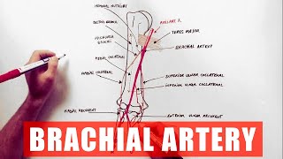 Brachial Artery and its branches  Anatomy Tutorial [upl. by Okechuku]