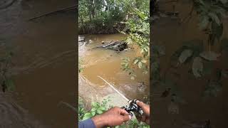 rning River Fishing Catching Big Fish in a Small Stream Adventure [upl. by Reinhard]