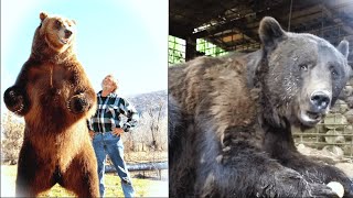 Ces ours ont été enfermés pendant 20 ans… Regardez ce qui se passe lorsquils sont enfin libérés [upl. by Lezley]