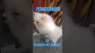 Ganda Ng Pomeranian sa Pateros Pet Market [upl. by Olgnaed]