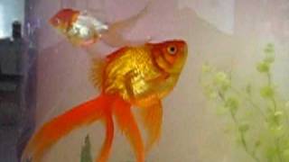 My Fantail Goldfish [upl. by Pru]