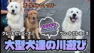 【2024年夏】☀️超大型犬と大型犬の川遊び！グレートピレニーズ•ゴールデンレトリバー🎥insta360使用 [upl. by Torosian]