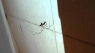 Harry the Cellar spider consuming silverfish [upl. by Morette269]