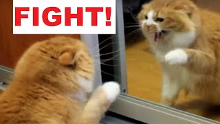 Angry Cat Fight Mirror [upl. by Hsetim]